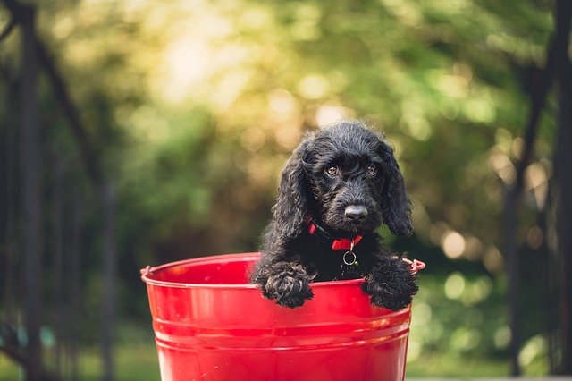 Black dog in bucket.