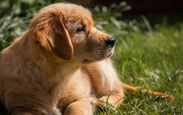 Gold dog on grass.