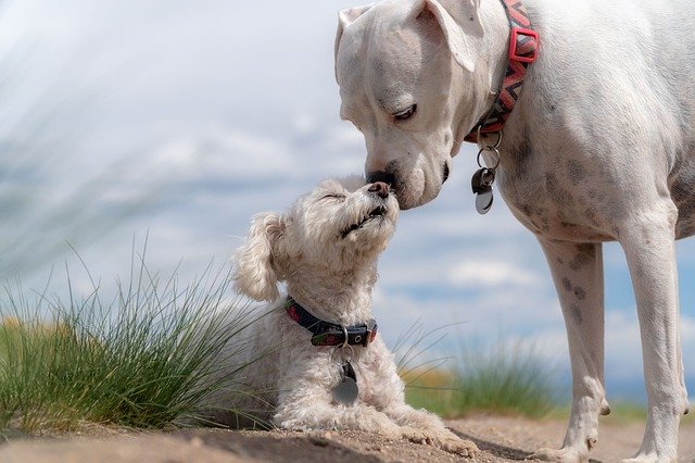 Two dogs showing affection